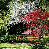 cerisier et erables au jardin du nord